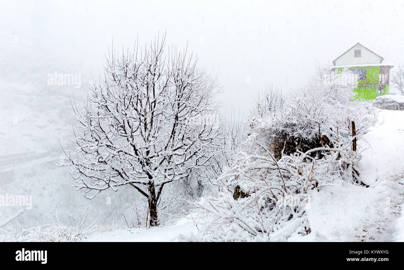 Dorf von Tosh in Himachal Pradesh, Indien völlig bedeckt im Schnee nach einem massiven Schneefall im Februar kalte Winter. single blattlosen apple tree Stockfoto