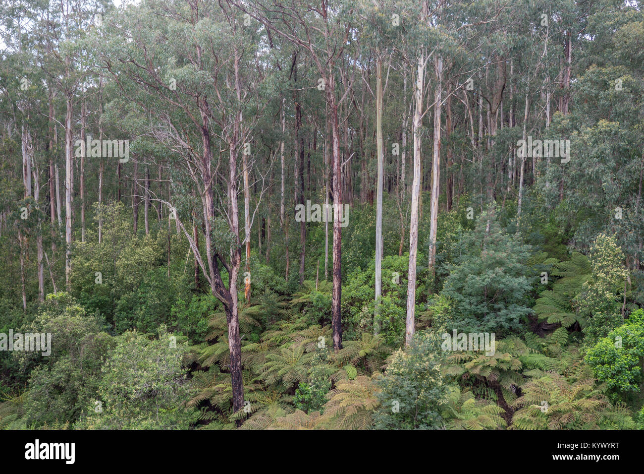 Alte turmhohen weißen trunked Eukalyptus Wald in Noojee, Victoria Australien mit dichten Abwechslungsreiches grün sommer Unterholz. Stockfoto