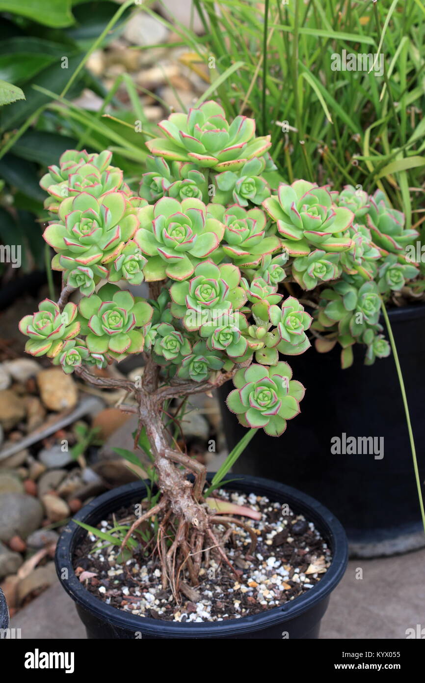graptopetalum mendozae variegata Graptopetalum mendozae – Surreal Succulents main image 1