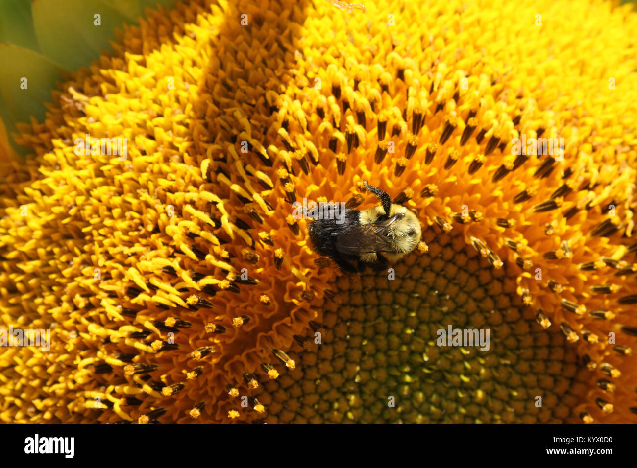 Biene Fütterung auf Sonnenblume - closeup auf Center und Biene Stockfoto