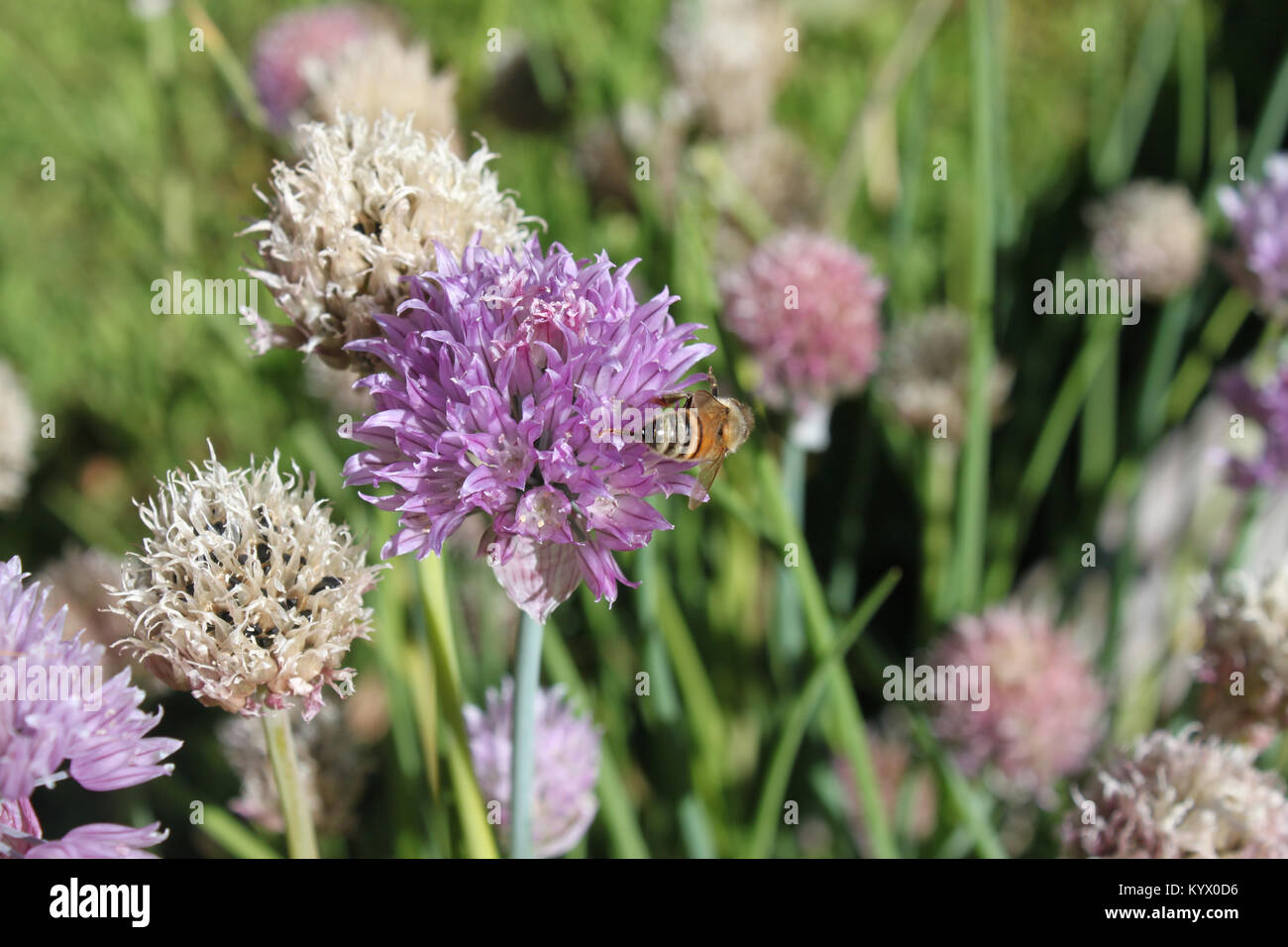 Biene auf Blüte lila Knoblauch Pflanze im Garten Stockfoto