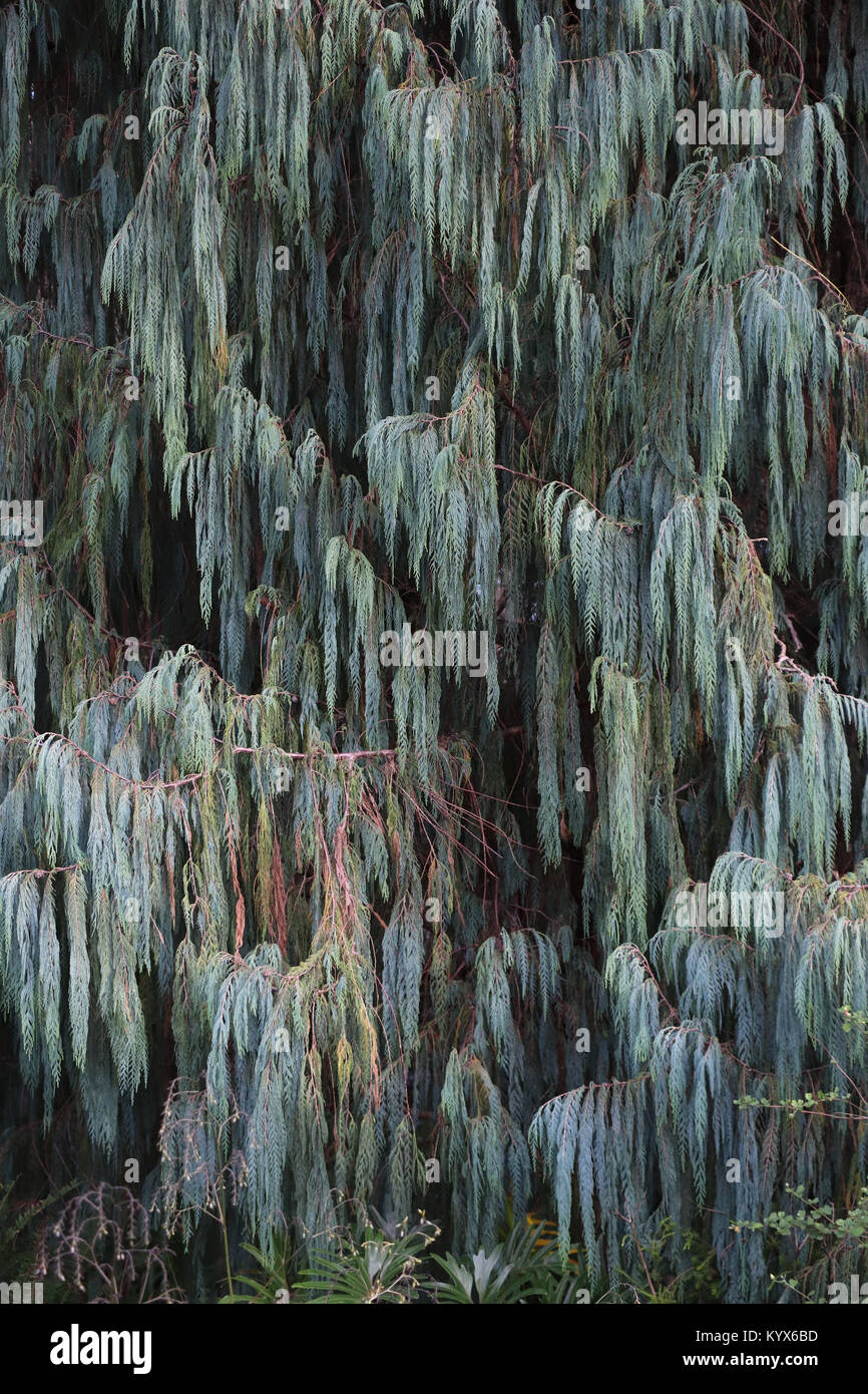 Immergrüner Baum Mit Schlanken, Hängenden Ästen Stockfotos und bilder