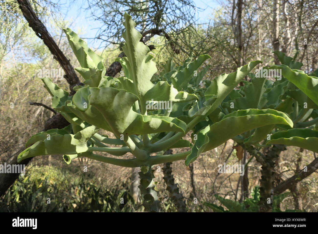 Kalanchoe beharensis ('s Elephant ear Kalanchoe, fühlte sich Bush ...
