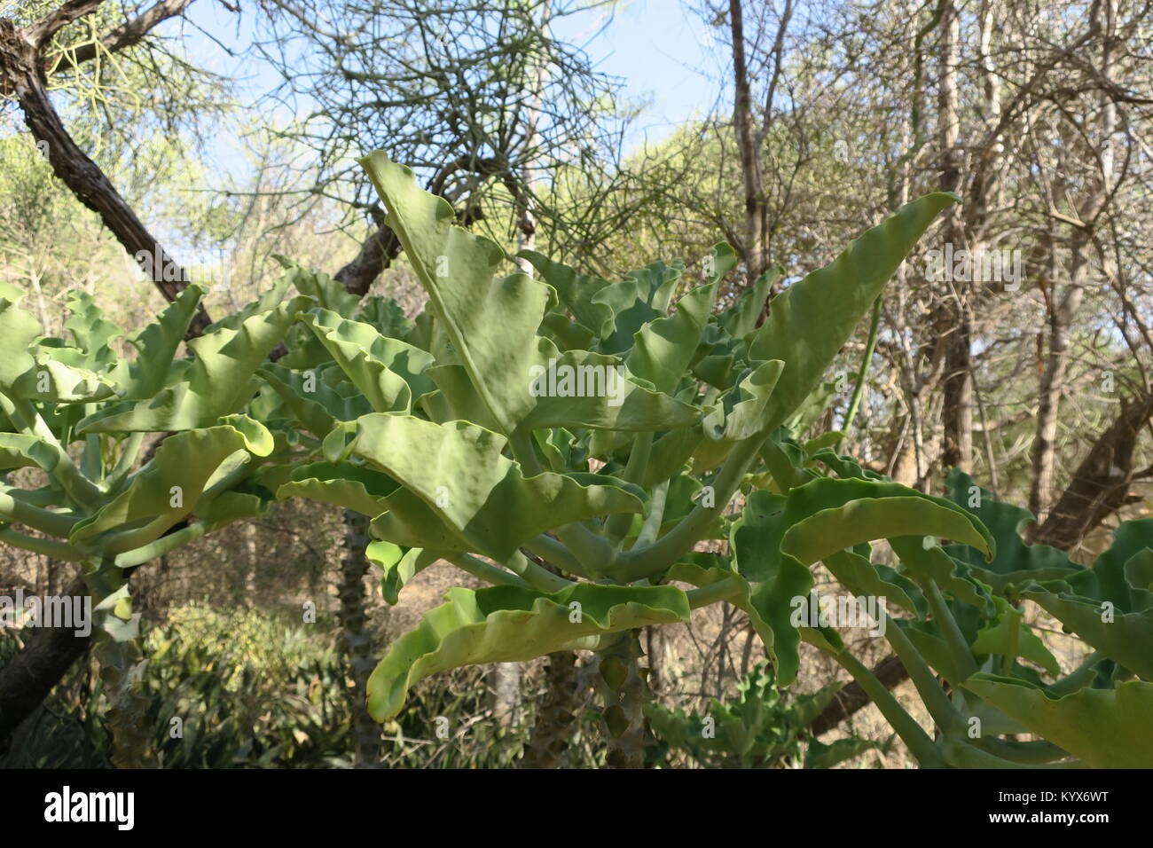 Kalanchoe beharensis ('s Elephant ear Kalanchoe, fühlte sich Bush ...