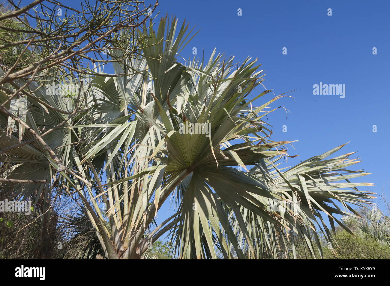 Palm, lang Gestielten, spiralförmig angeordneten palmate Blätter Blatt Blätter, die fast runde in umrissen sind, regelmäßig über die Hälfte der Länge aufgeteilt. Stockfoto