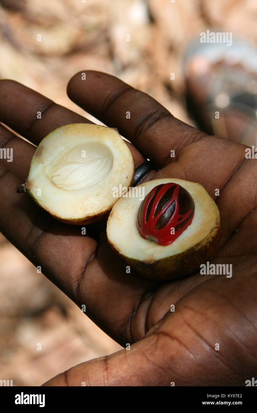 Mannes Hand mit Muskat Frucht halbieren, mit Keule und Nuss, Spice Farm, Sansibar, Tansania. Stockfoto