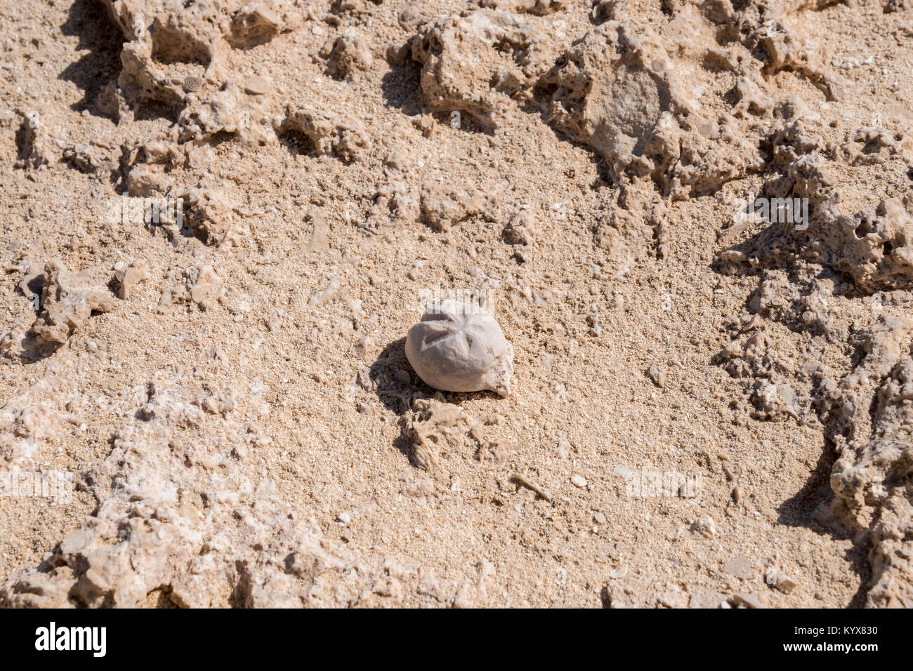 Seeigel fossilen bei Rock Garden (Rock Zoo von duqm oder duqm Stone Park), einer berühmten Touristenattraktion, der ein 3 Quadratkilometer, Duqm, Oman gefunden Stockfoto
