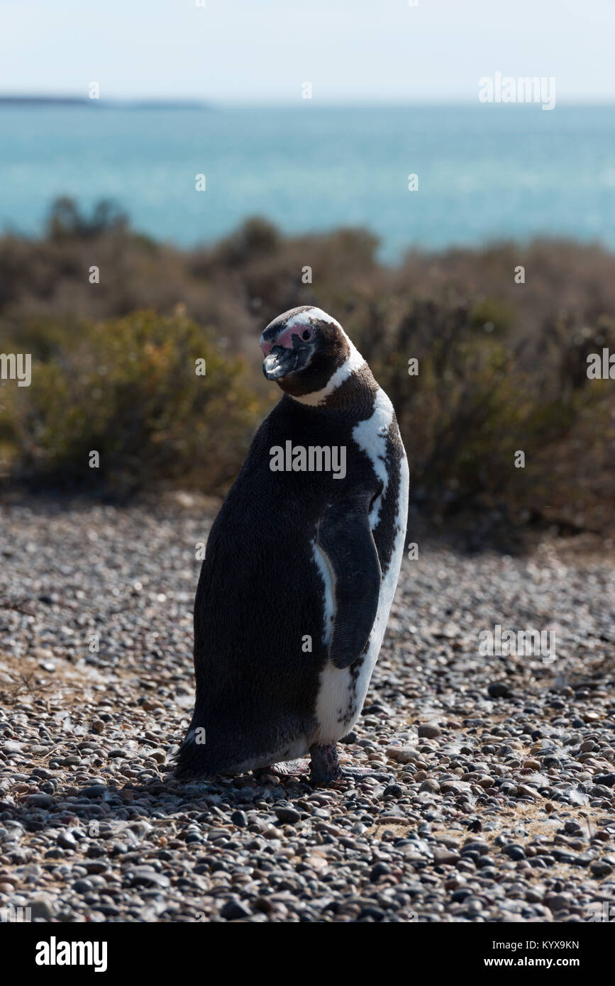 Eine Kolonie Magellan-pinguine in natürlicher Umgebung in weiten openspace, Punta Tombo, Argentinien Stockfoto