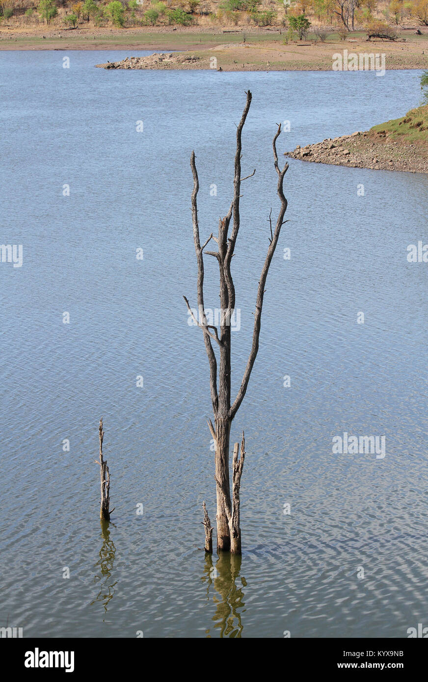 Toter Baum in Lake Kariba, in der Nähe von Victoria Falls, Simbabwe. Stockfoto
