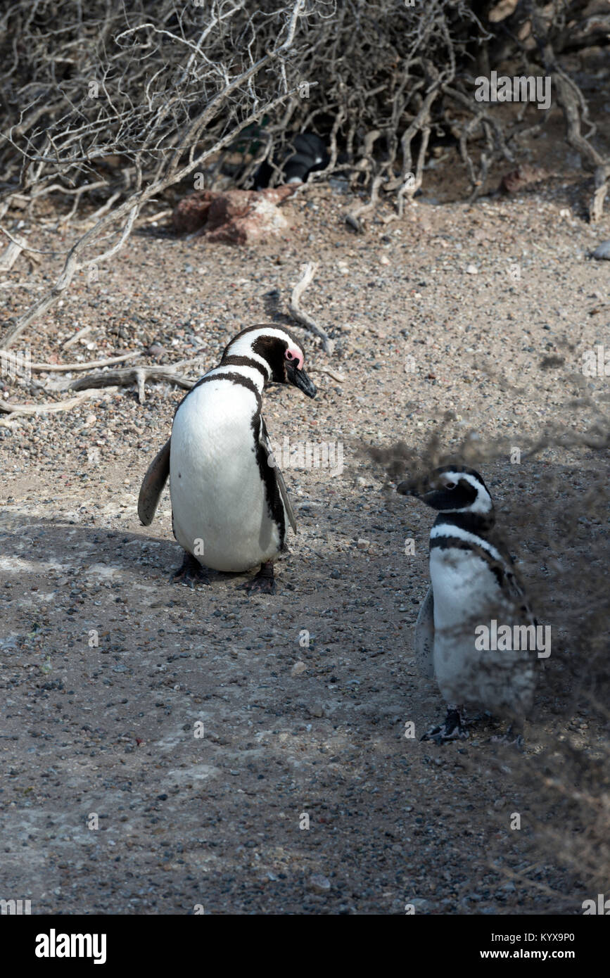 Eine Kolonie Magellan-pinguine in natürlicher Umgebung in weiten openspace, Punta Tombo, Argentinien Stockfoto