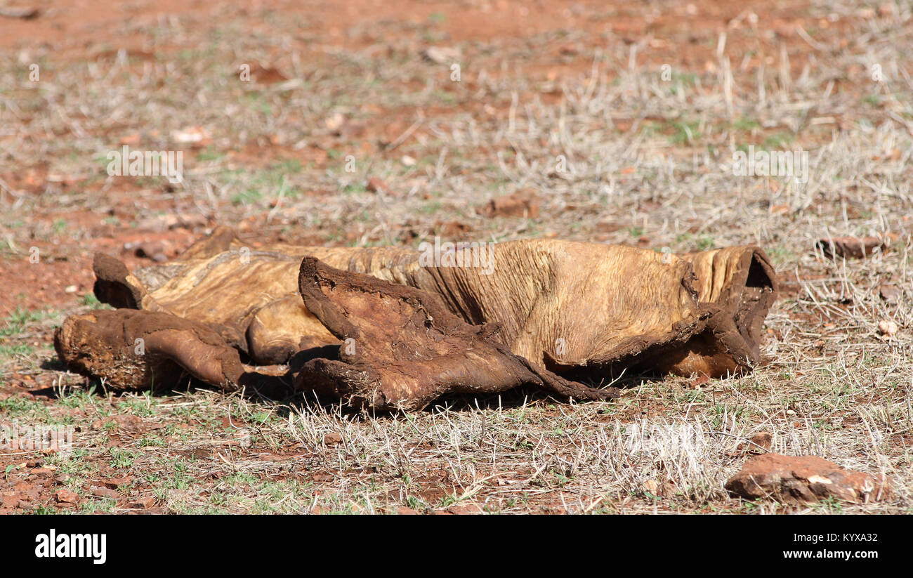 Toten Elefantenhaut bleibt am Boden, Victoria Falls Private Game Reserve, Simbabwe. Stockfoto