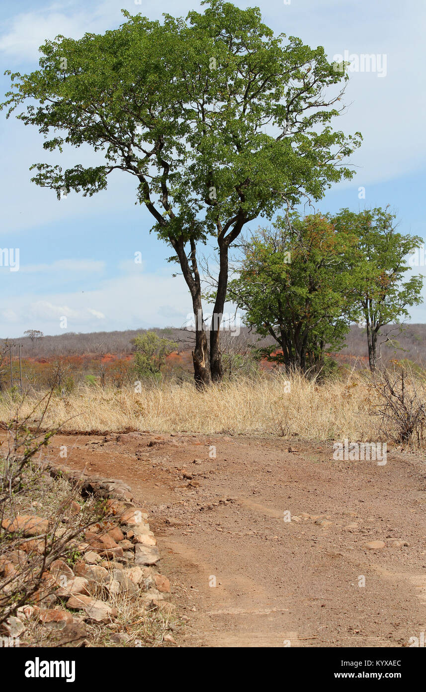 Feldweg und Baum in Viktoriafälle Private Game Reserve, Simbabwe. Stockfoto
