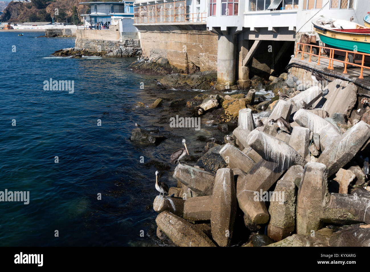 Vögel sitzen auf den Felsen, Valparaiso, Chile Stockfoto