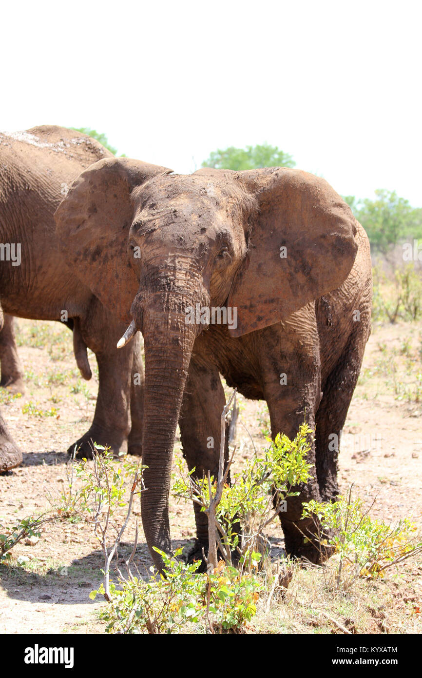 Afrikanischer Elefant Essen verlässt, (Loxodonta Africana), privaten Wildreservat Viktoriafälle, Simbabwe. Stockfoto