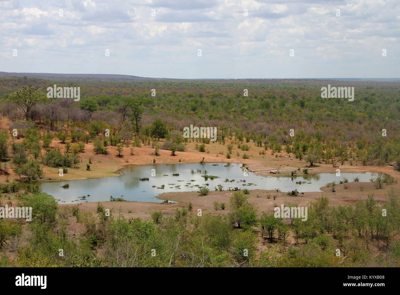 Teich in Savanne, Victoria Falls Private Game Reserve, Simbabwe. Stockfoto