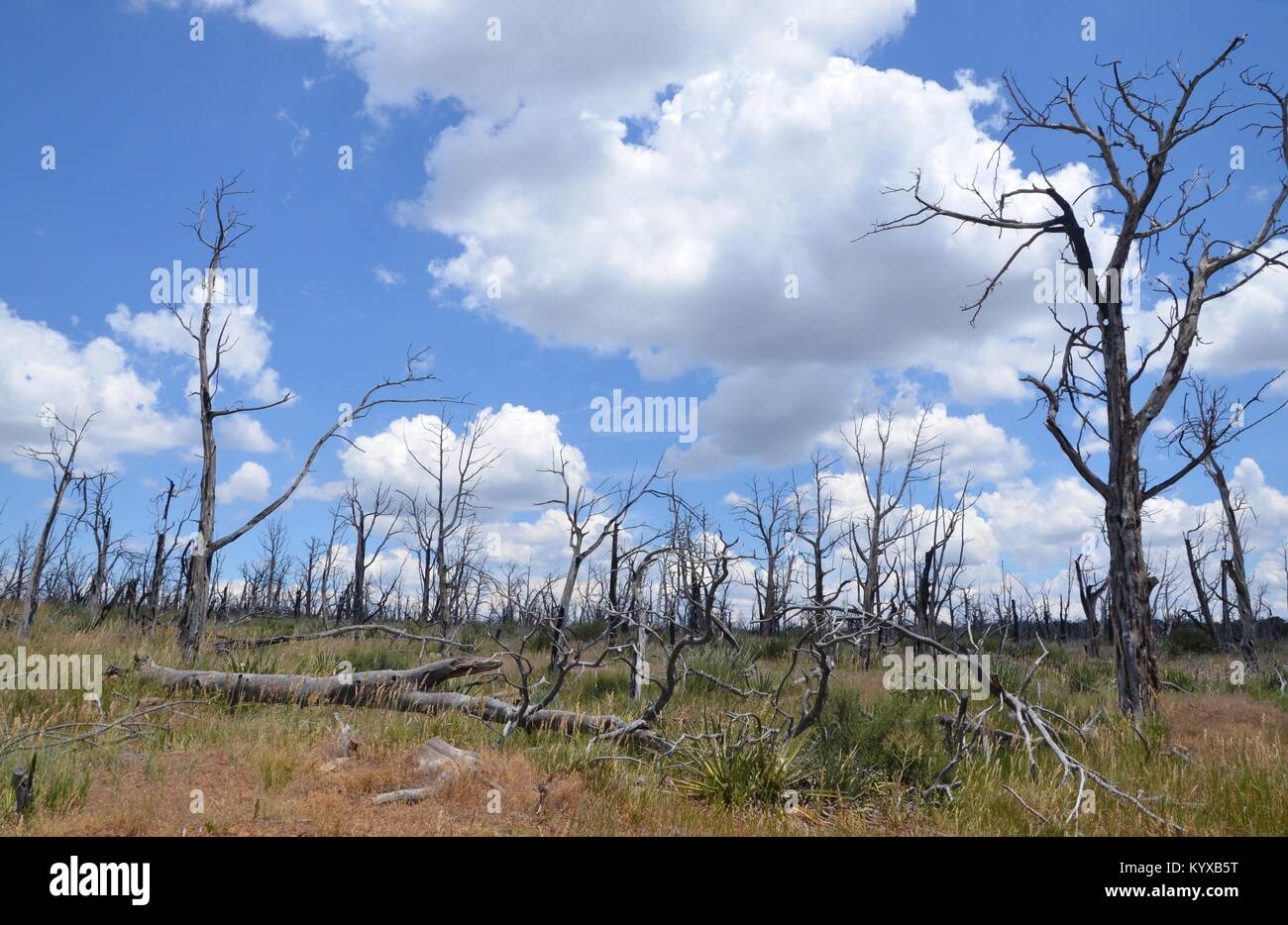 Nachweis der zerstörerischen Bränden im Mesa Verde Nationalpark Colorado USA Stockfoto