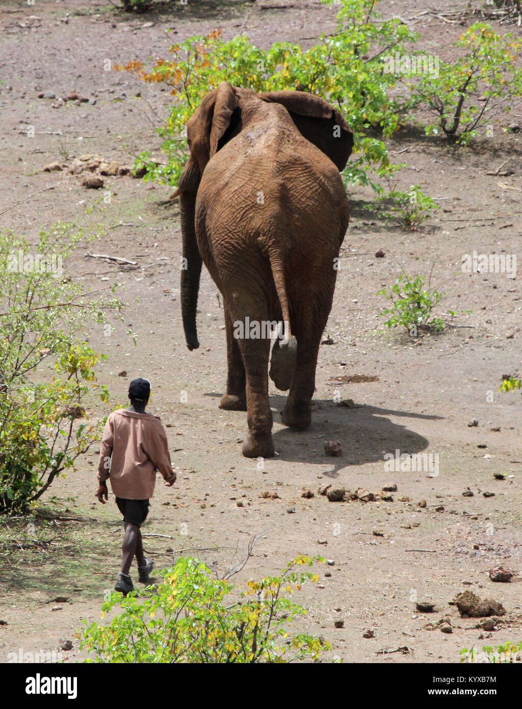 Lokale Mann zu Fuß mit Elefanten in der Savanne, Victoria Falls Private Game Reserve, Simbabwe. Stockfoto