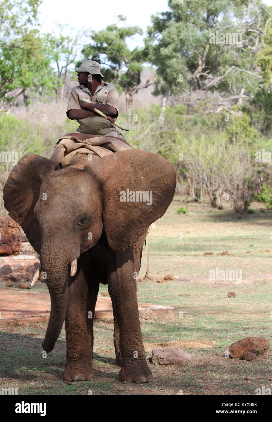 Lokale Mann Reiten auf Elefanten in der Savanne, Victoria Falls Private Game Reserve, Simbabwe. Stockfoto