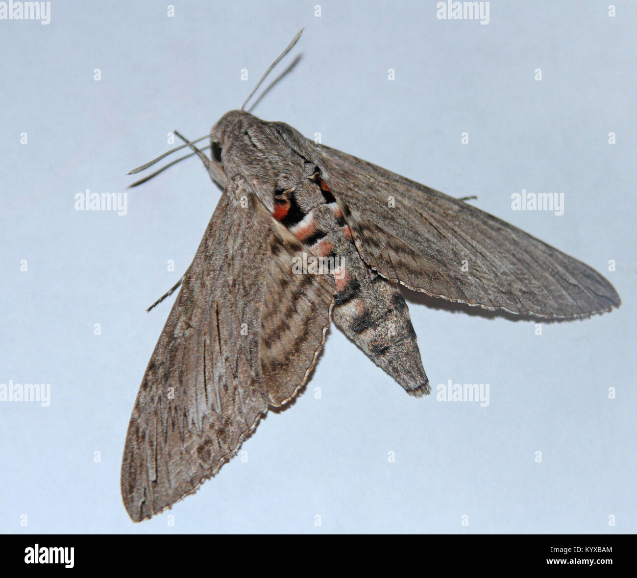 Convolvulus Hawk-Moth vor weißem Hintergrund (Agrius Convolvuli), Simbabwe. Stockfoto