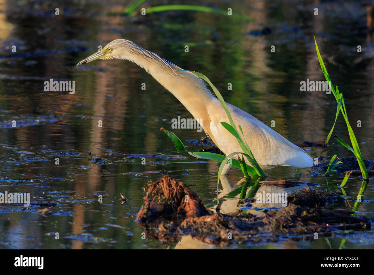 Squacco Heron (Ardeola Ralloides) stehen in einem See Stockfoto