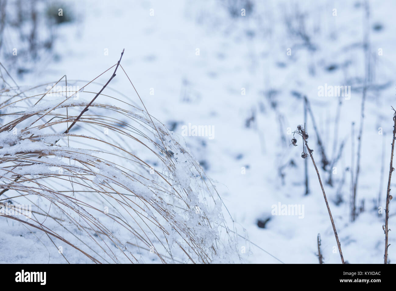 Gelbe Gras in den Schnee im Winter Stockfoto