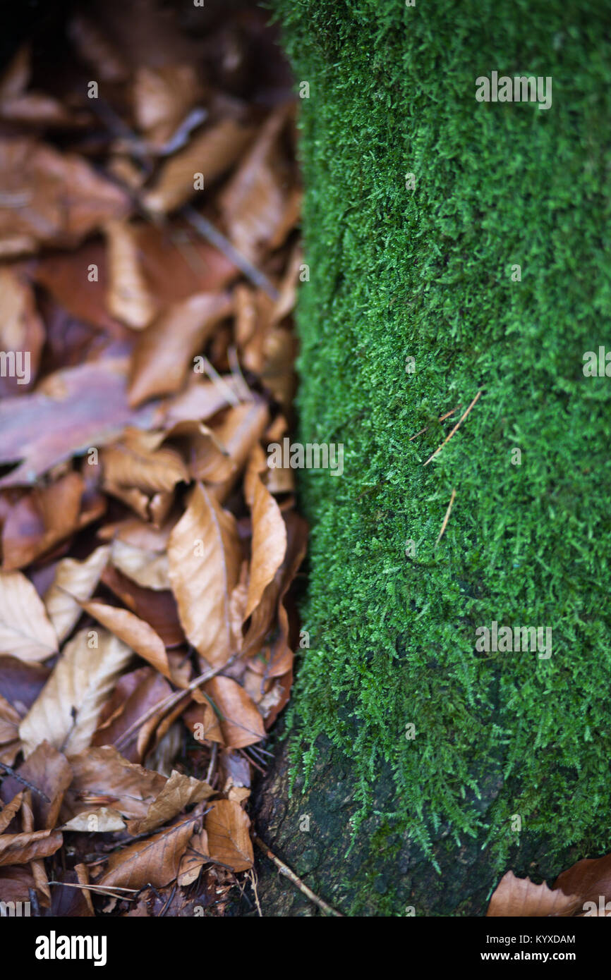 Goldenen und braunen Blätter neben Rinde in Moos bedeckt Stockfoto