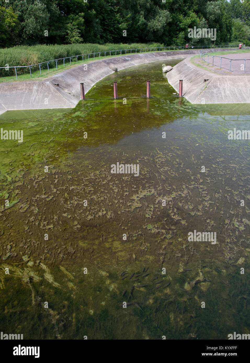 Übermäßiges Algenwachstum in Cardington Kanu Slalom, Bedford, England. Stockfoto