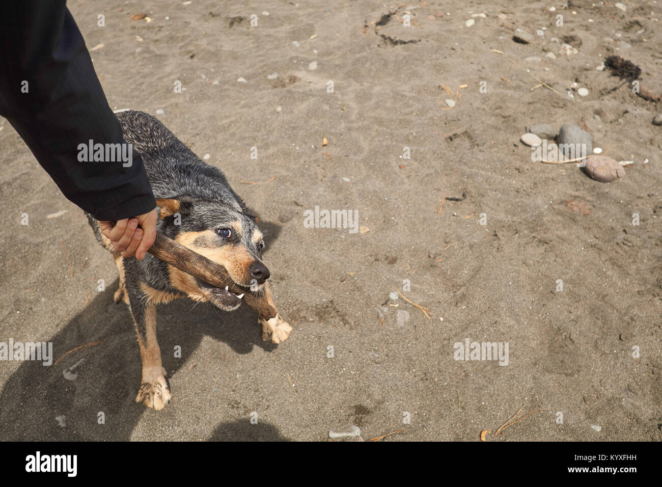 Hund spielt mit Stick am Strand Stockfoto