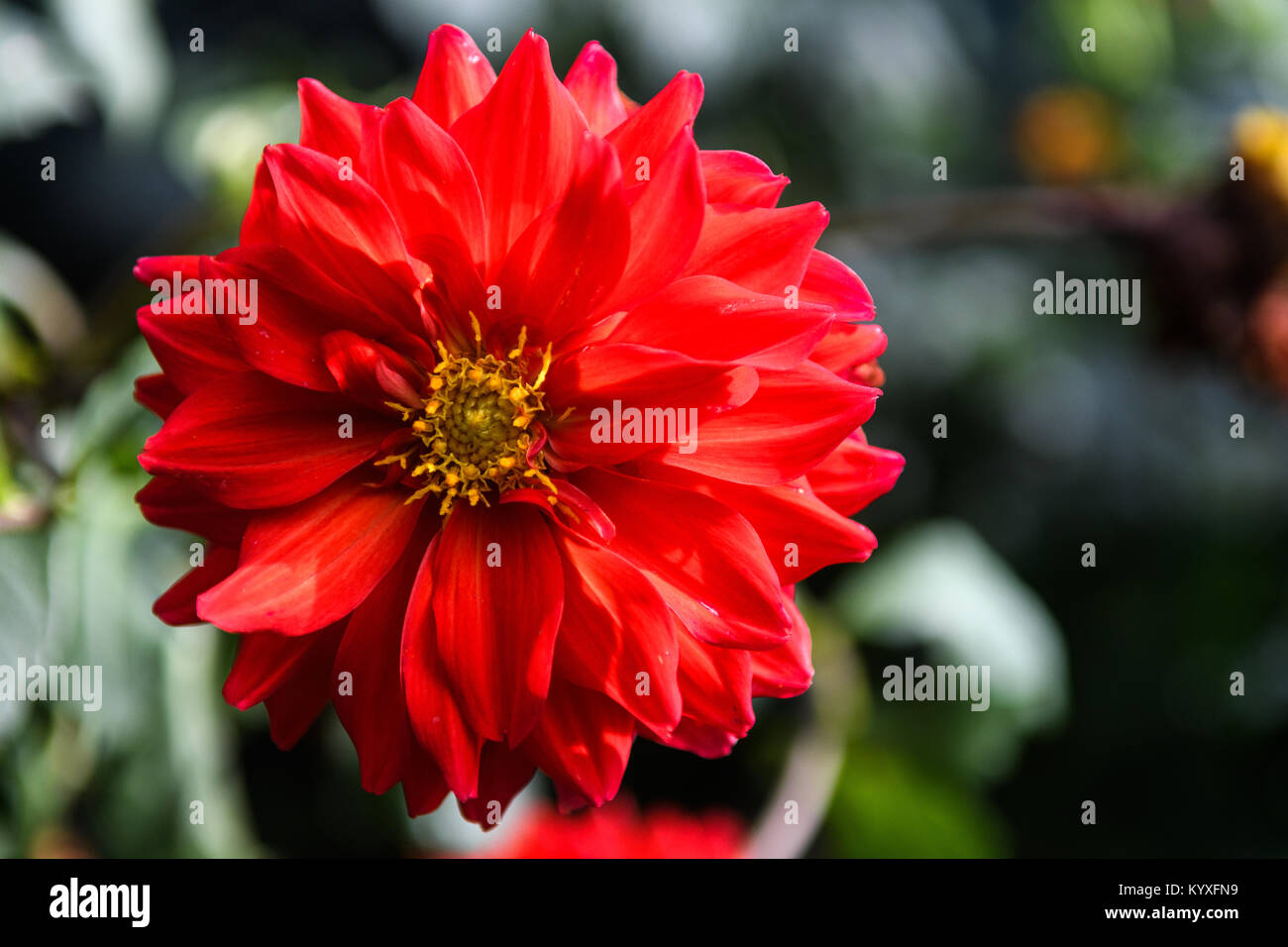 Schöne rote Blume Nahaufnahme Stockfoto