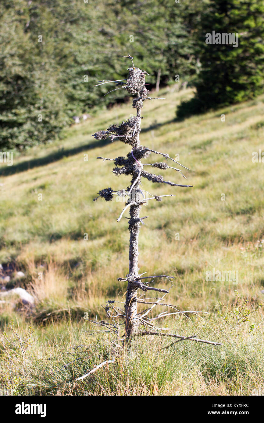 Tote Kiefer in Moos bei Zavizan - Nord Velebit Nationalpark, Kroatien - 23 Aug 2016 abgedeckt Stockfoto