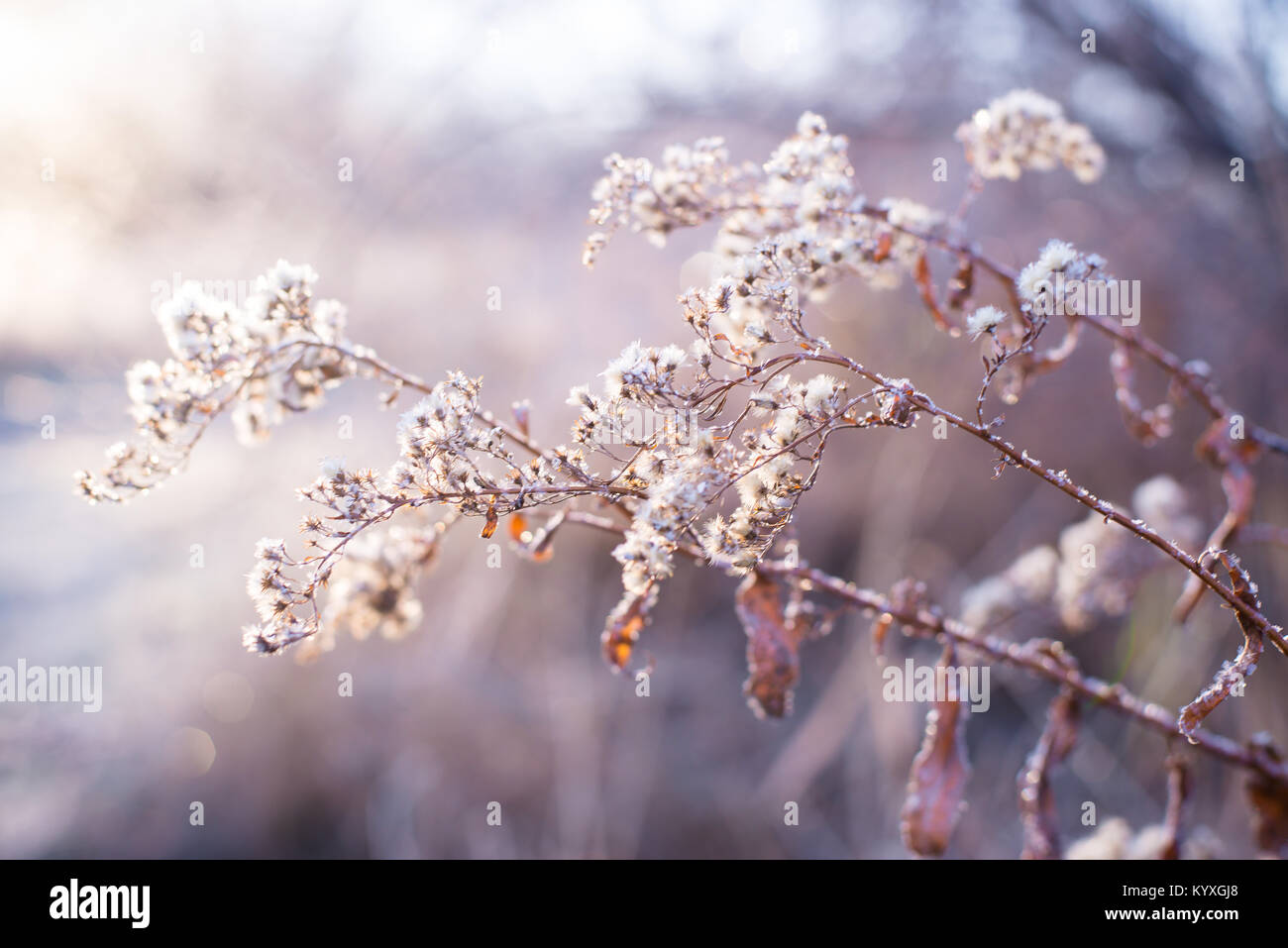 Eine beleuchtete frostigen Morgen Sonnenaufgang der Naturen Dekor, Raureif. Subtil und funkelnden Hintergrund mit flachen Fokus Gräser und Blumen neutrale Farben Stockfoto