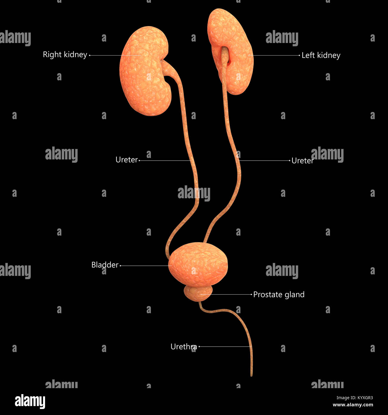 Männliche Harnwege Label Design Anatomie Stockfoto