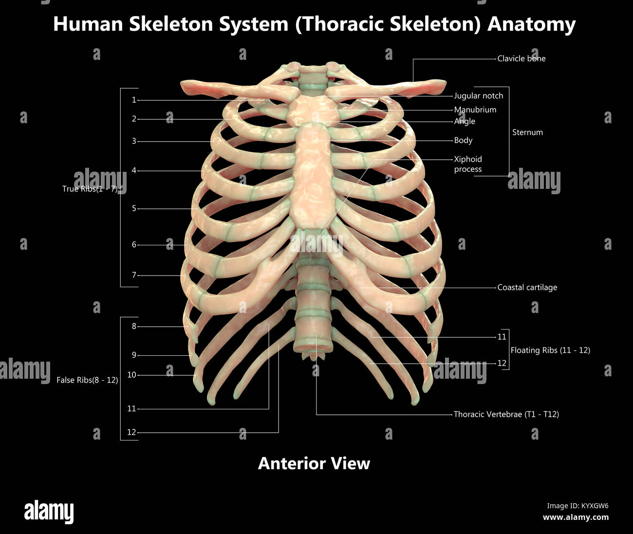 Menschliches Skelett System thorakale Skelett Label Design anteriore Ansicht Anatomie Stockfoto