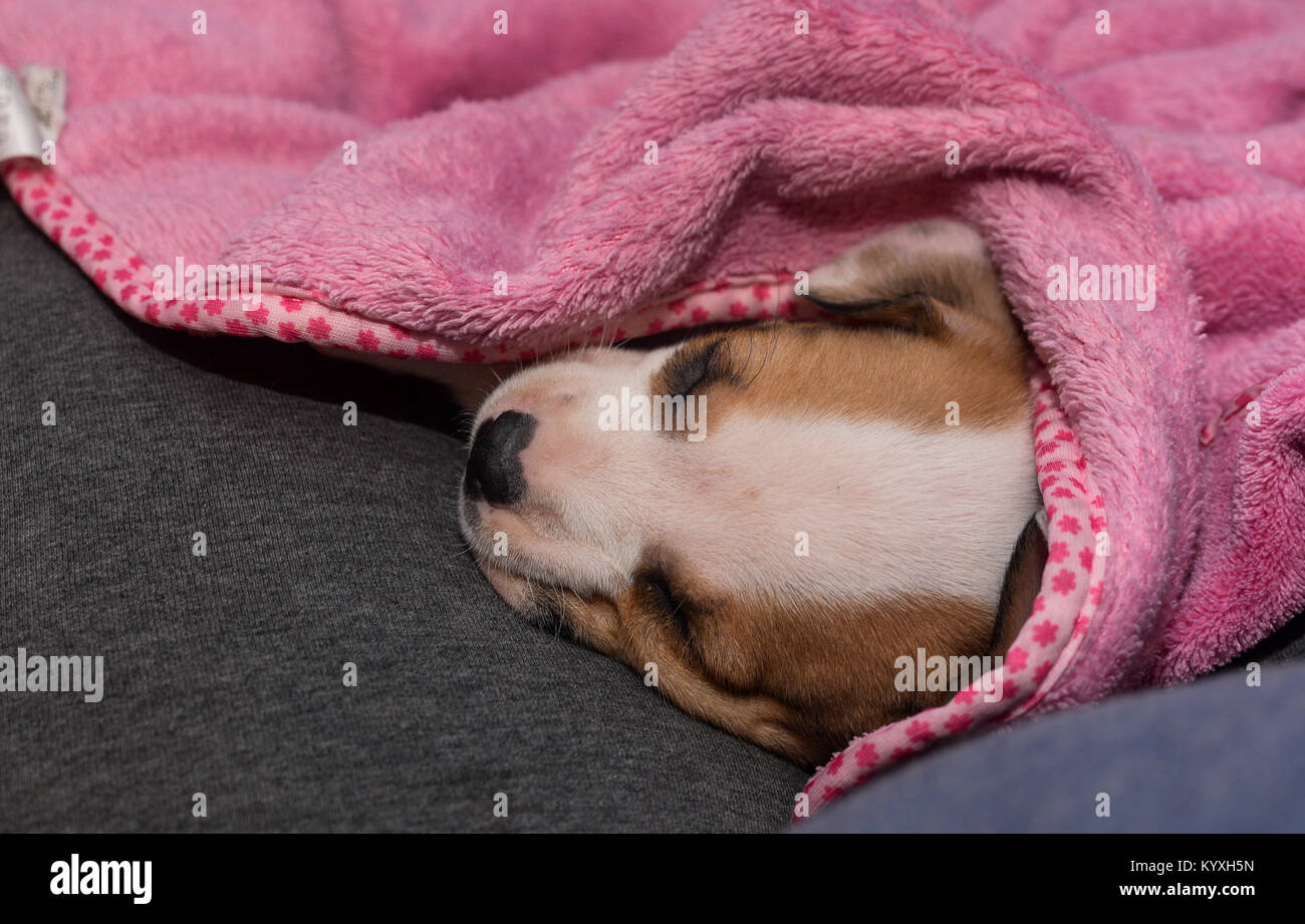 Schlafender Welpe Stockfotos und bilder Kaufen Alamy