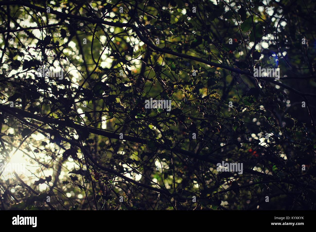 Golden holly Blätter Stockfoto