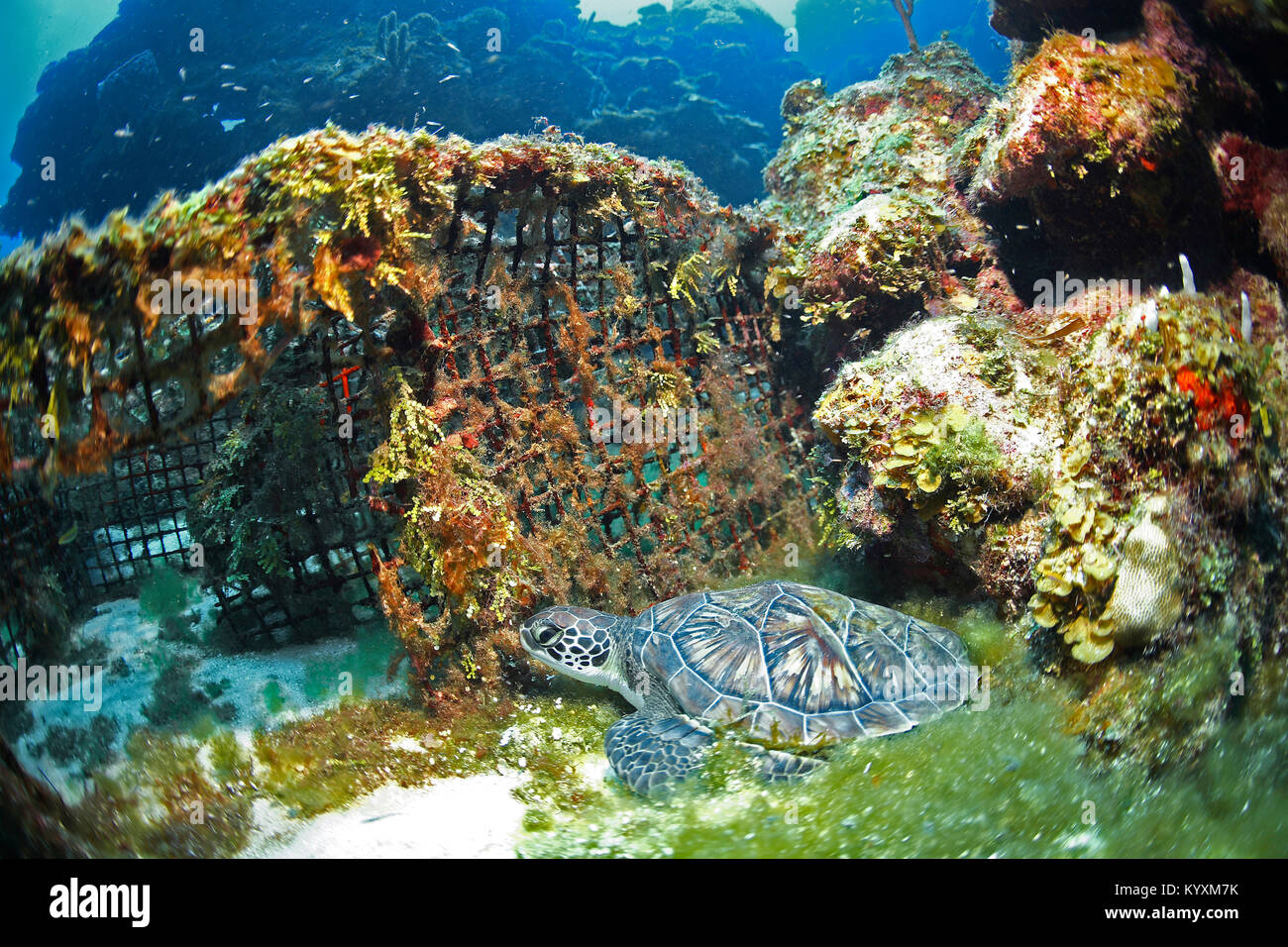 Unechte Karettschildkröte (Caretta caretta) auf eine fischfalle, Roatan, Bay Islands, Honduras, Karibik Stockfoto