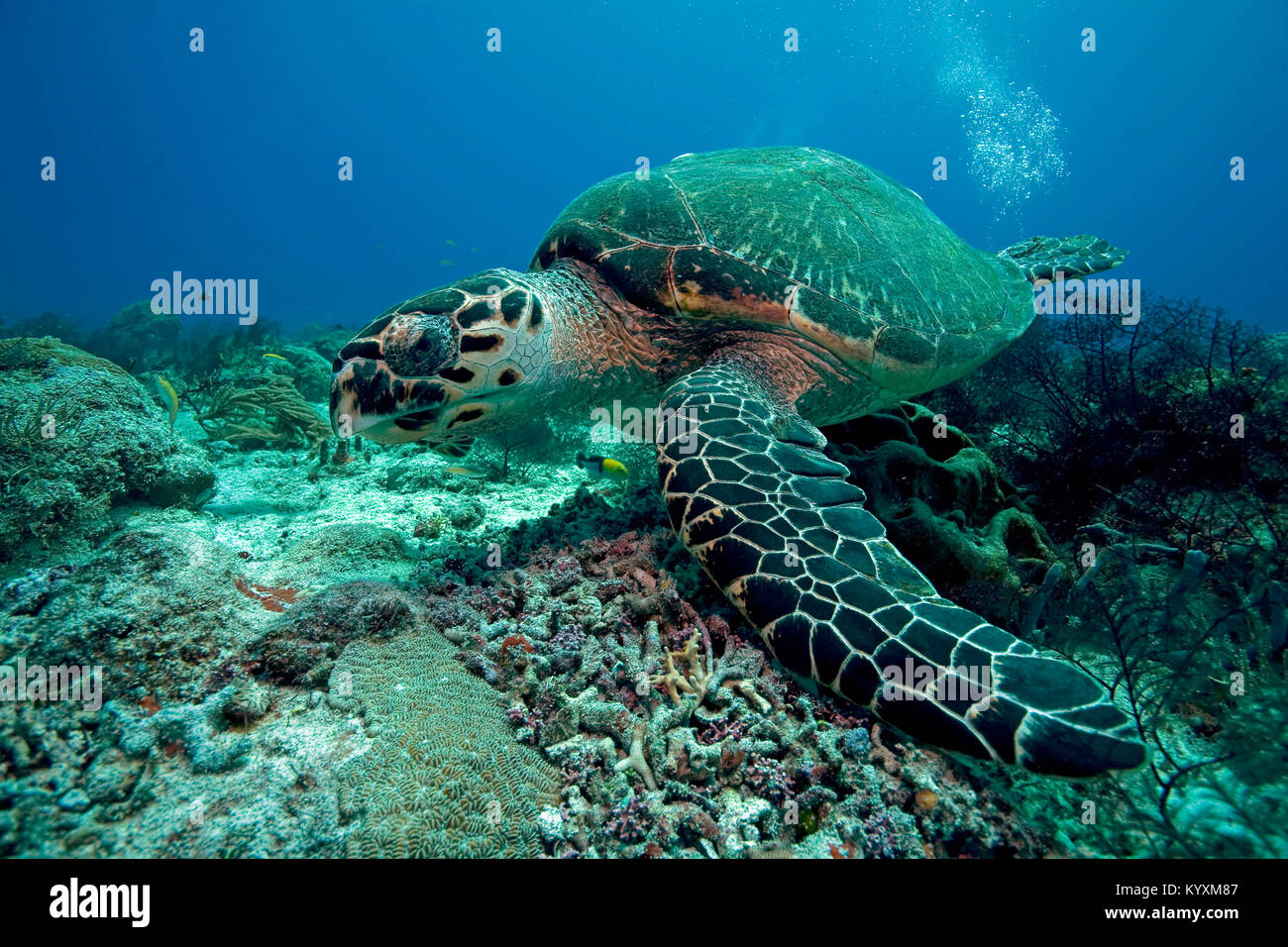 Karettschildkröte (Eretmochelys imbricata), Playa del Carmen, Yucatan, Mexiko, Karibik Stockfoto
