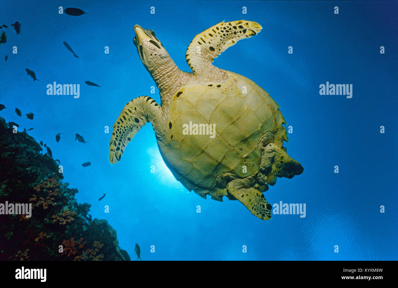Karettschildkröte (Eretmochelys imbricata), Malediven Inseln, Indischer Ozean, Asien Stockfoto