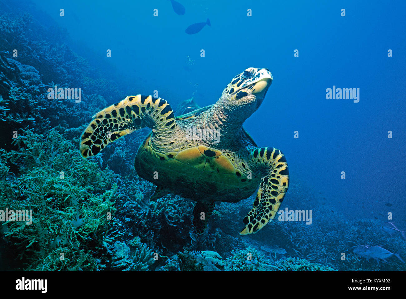 Karettschildkröte (Eretmochelys imbricata), Malediven Inseln, Indischer Ozean, Asien Stockfoto