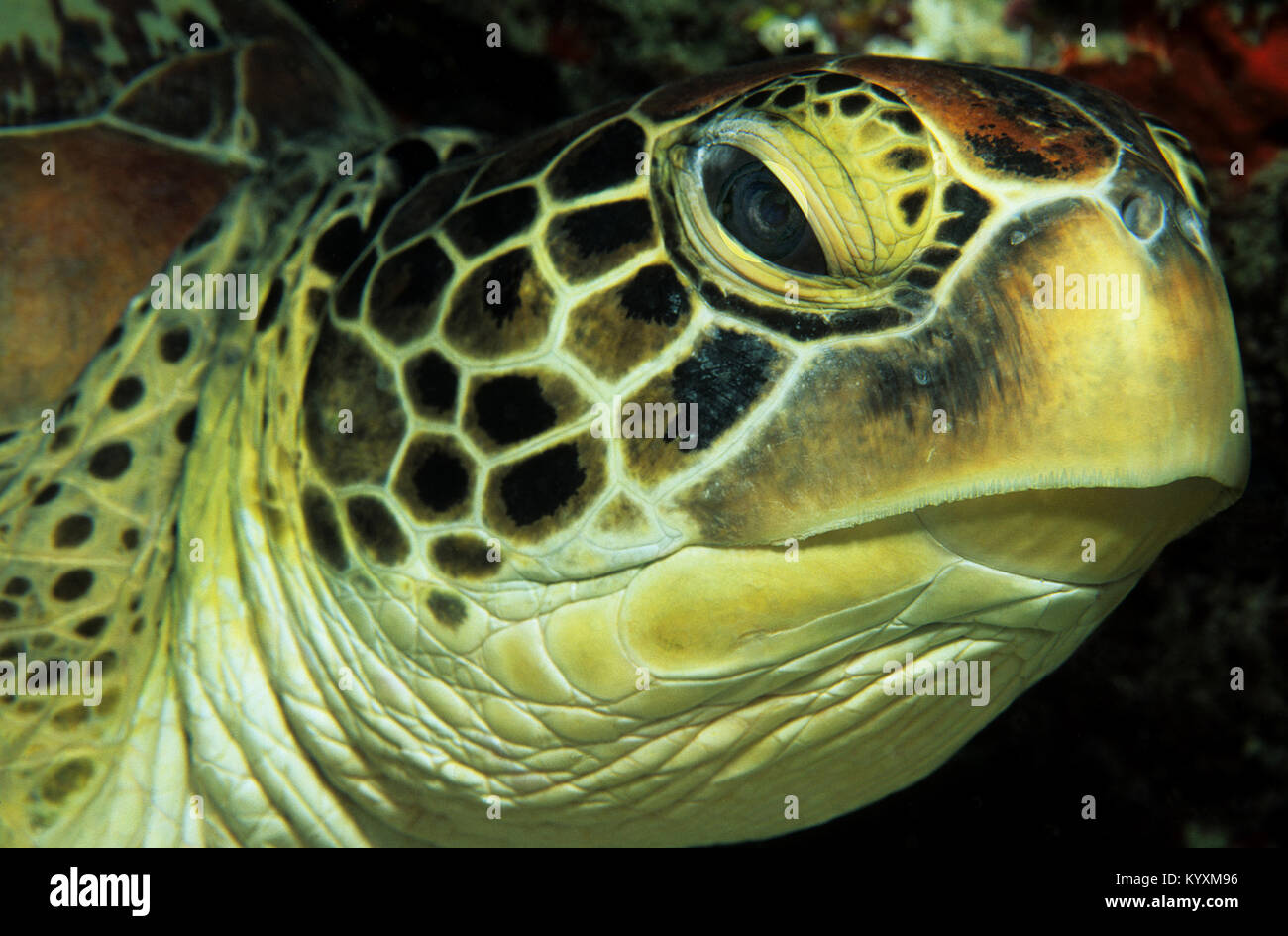 Grüne Meeresschildkröte (Chelonia mydas), Malediven Inseln, Indischer Ozean, Asien Stockfoto