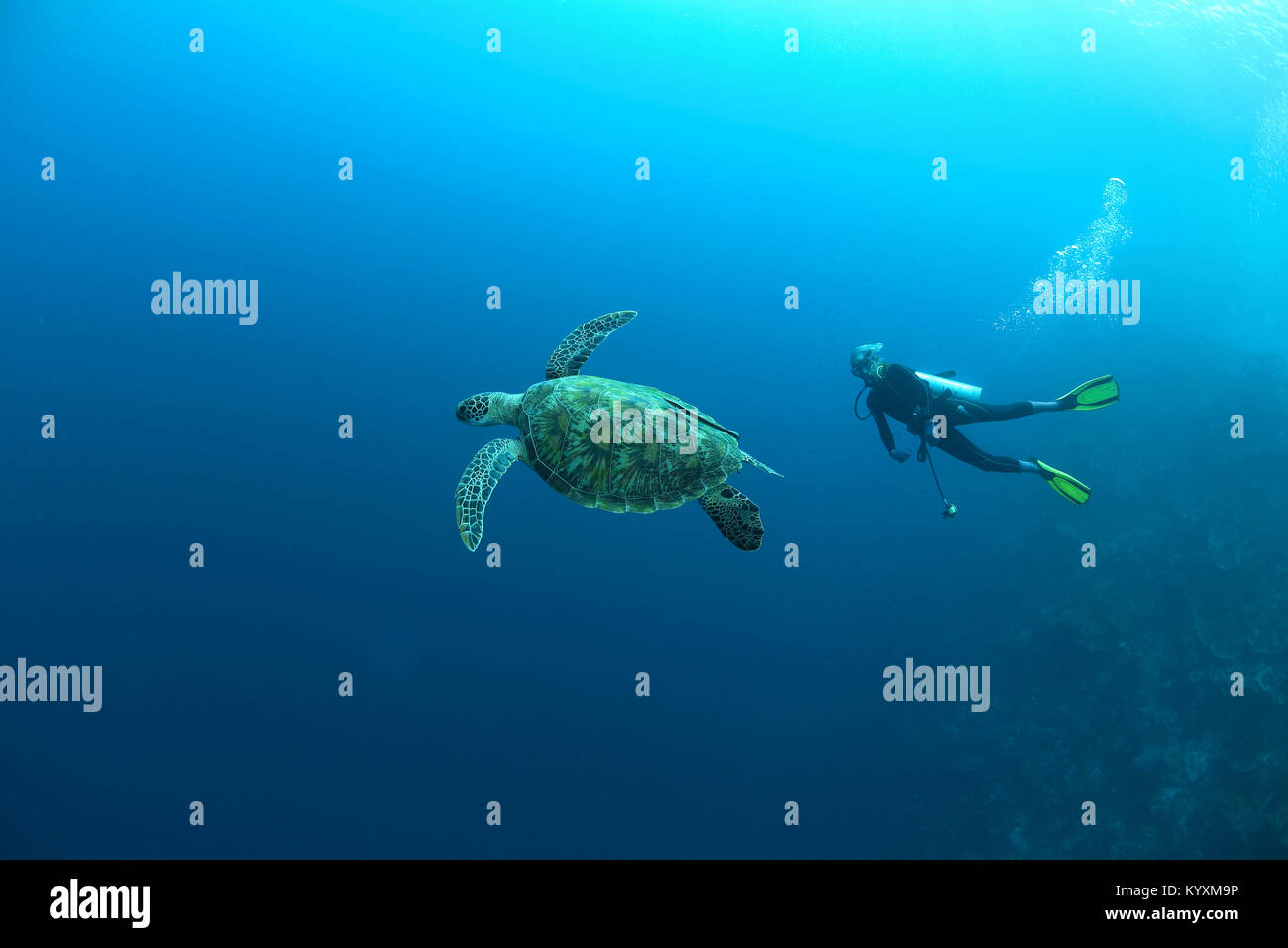 Scuba Diver und Karettschildkröte (Eretmochelys imbricata), Moalboal, Cebu Island, Philippinen, Asien Stockfoto