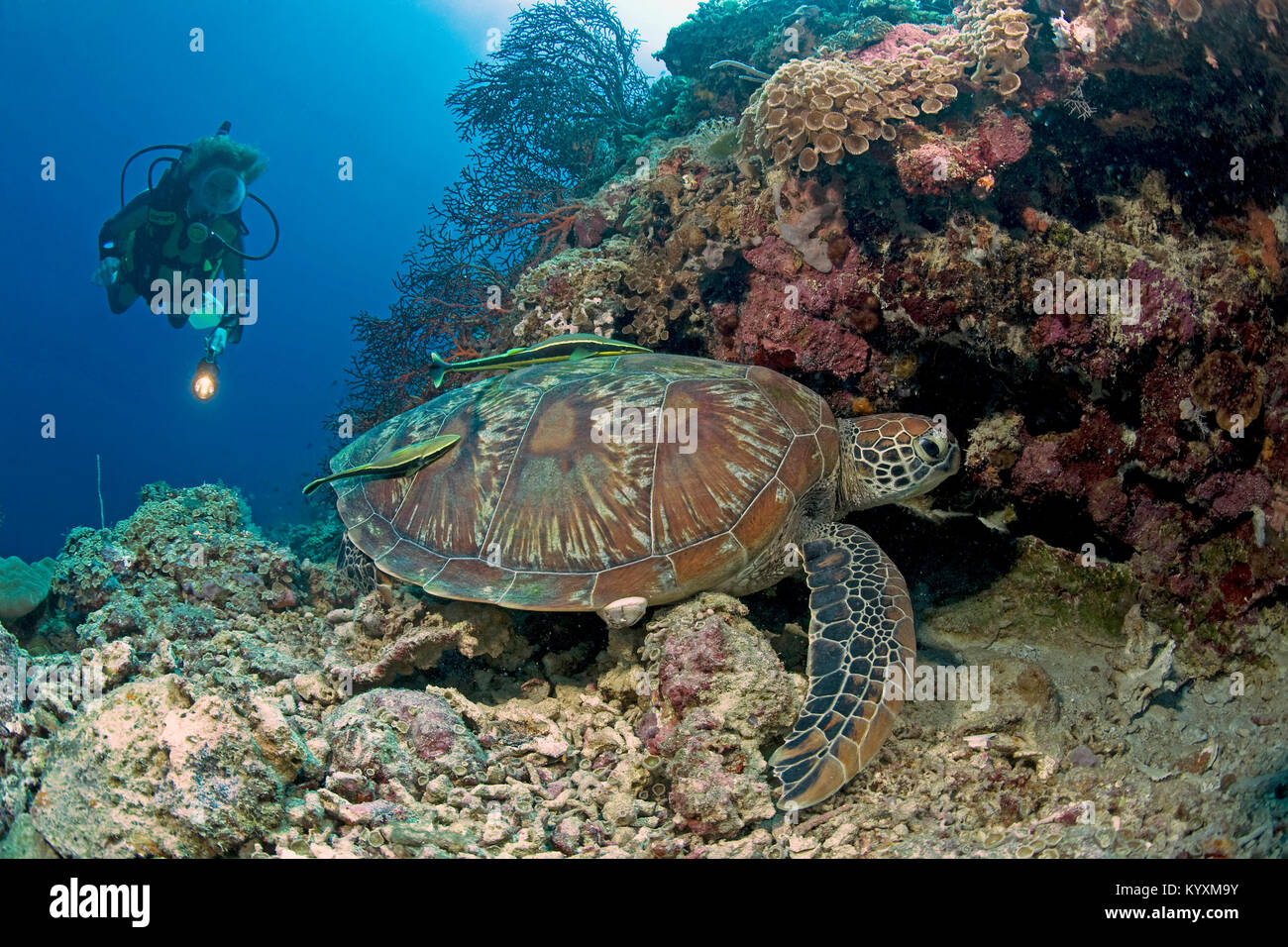 Scuba Diver und Grüne Meeresschildkröte (Chelonia mydas), Moalboal, Cebu Island, Philippinen, Asien Stockfoto