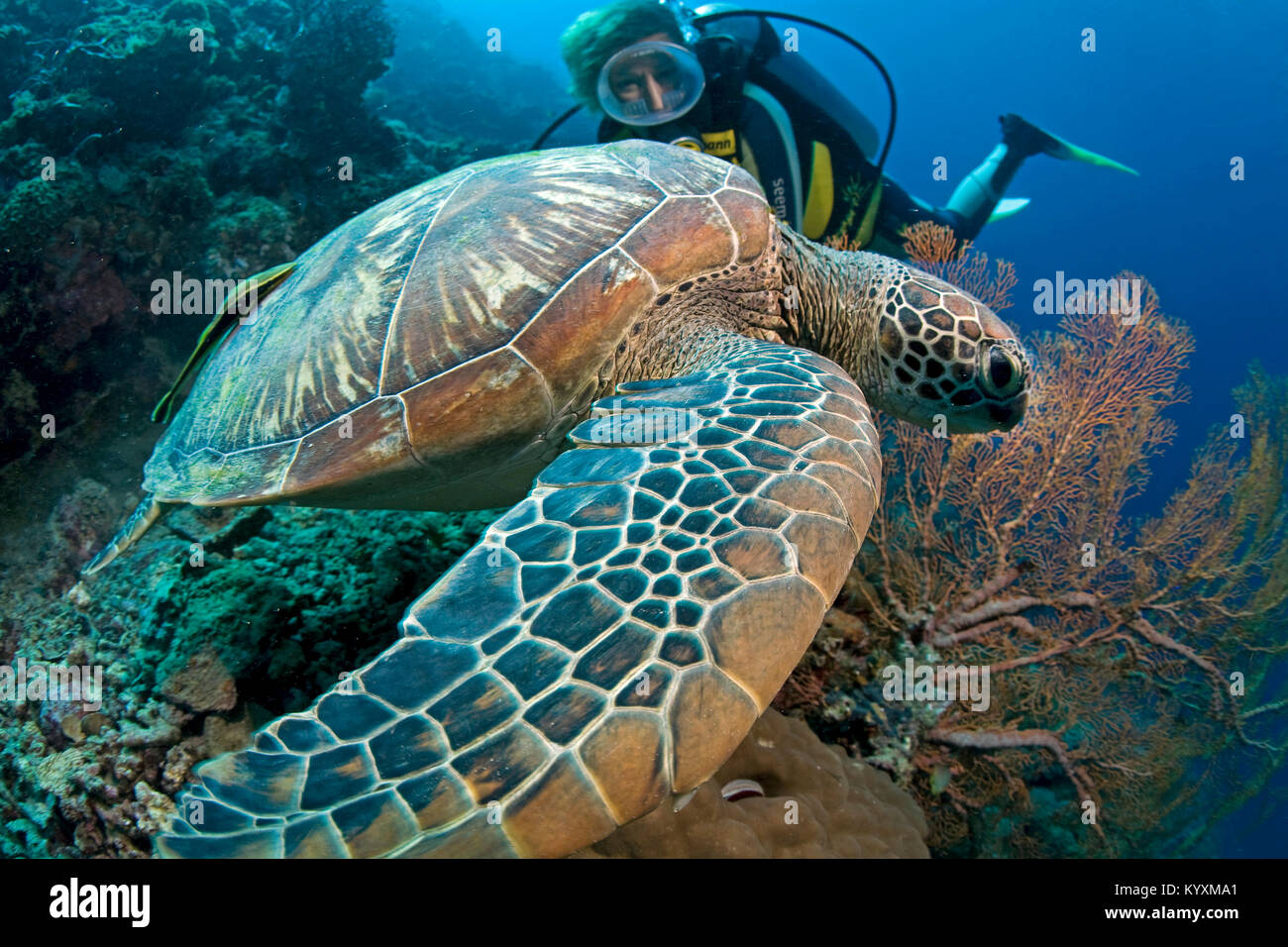 Scuba Diver und Grüne Meeresschildkröte (Chelonia mydas), Moalboal, Cebu Island, Philippinen, Asien Stockfoto