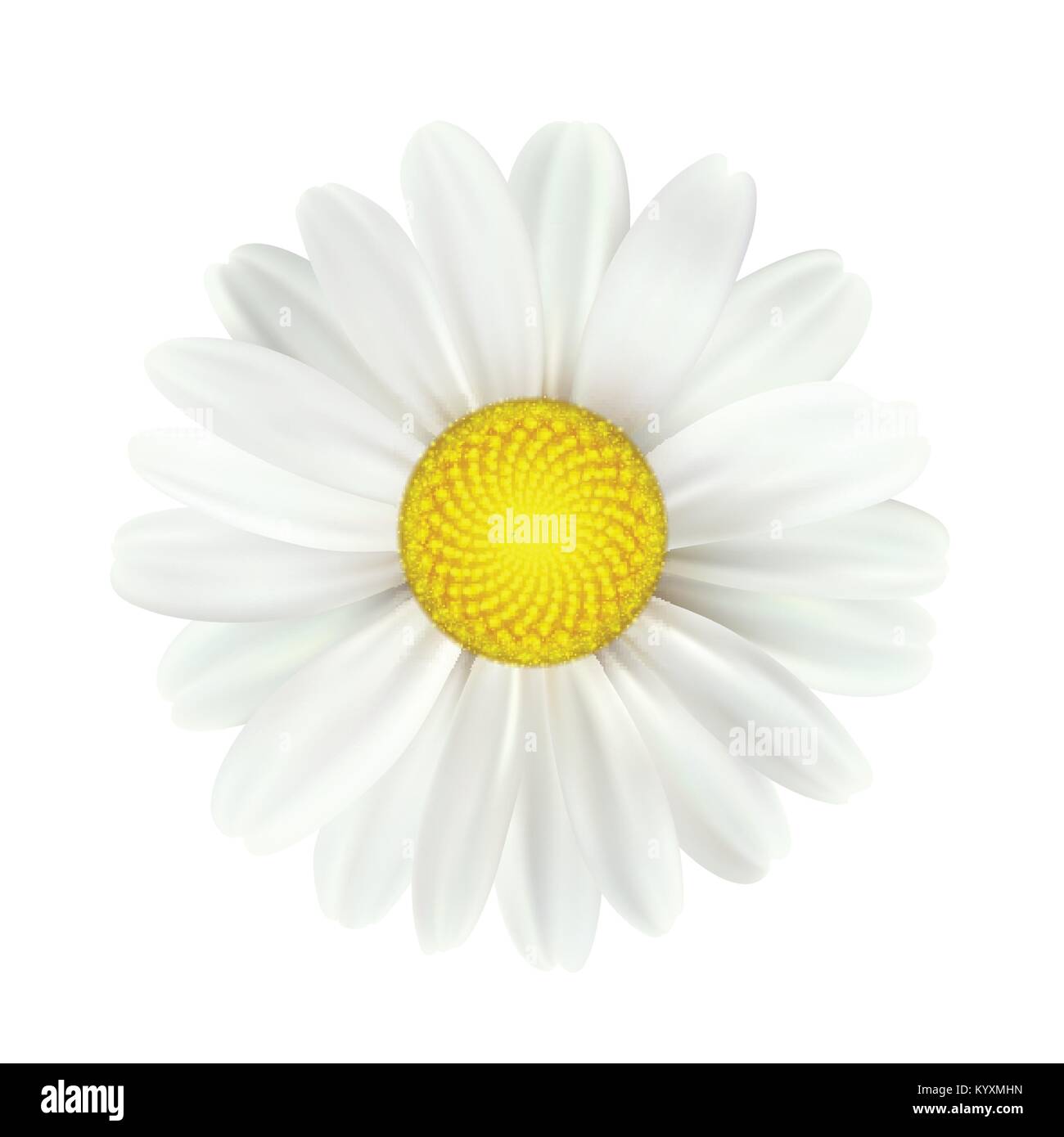 Feder Daisy Blumen auf weißem Hintergrund. Vector Illustration Stock Vektor