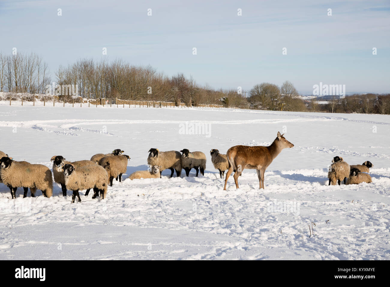 Weiße Schafe und Rehe im Schnee Feld, Broadway, die Cotswolds, Worcestershire, England, Vereinigtes Königreich, Europa Stockfoto