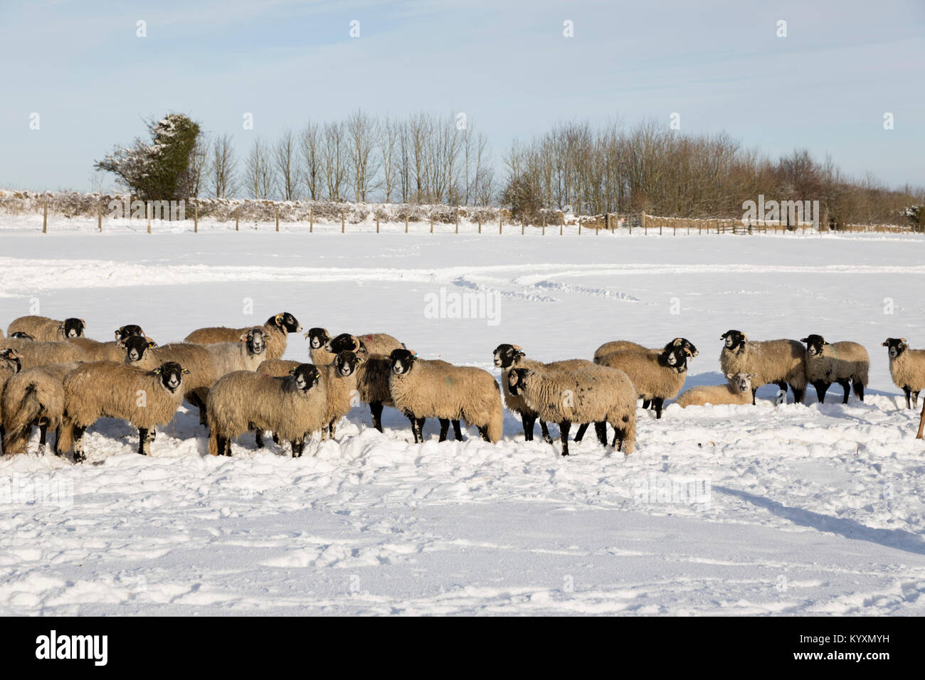 Weiße Schafe in schneebedeckten Feld, Broadway, die Cotswolds, Worcestershire, England, Vereinigtes Königreich, Europa Stockfoto
