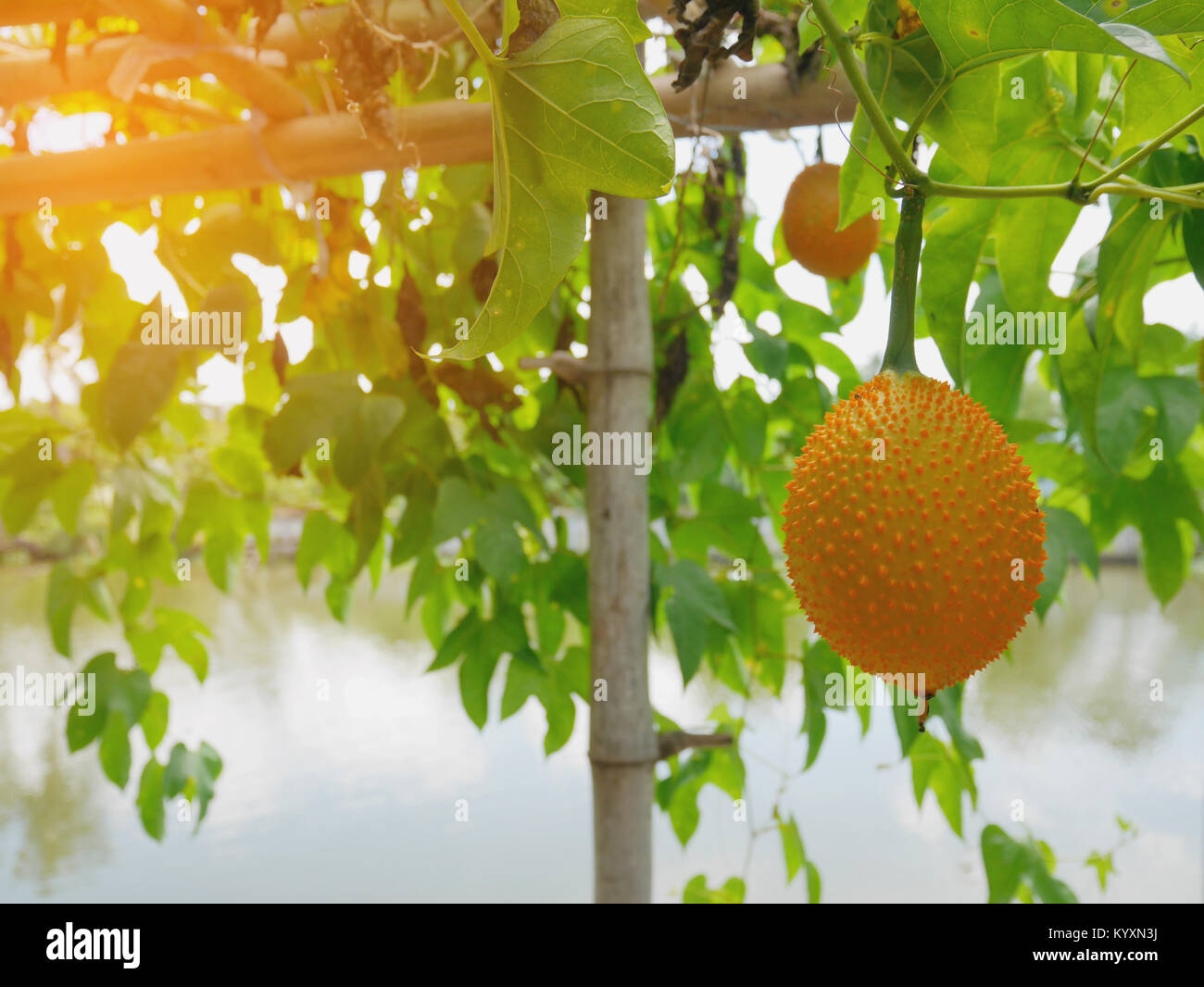 Junge Baby jackfruit auf der Rebe Stockfoto