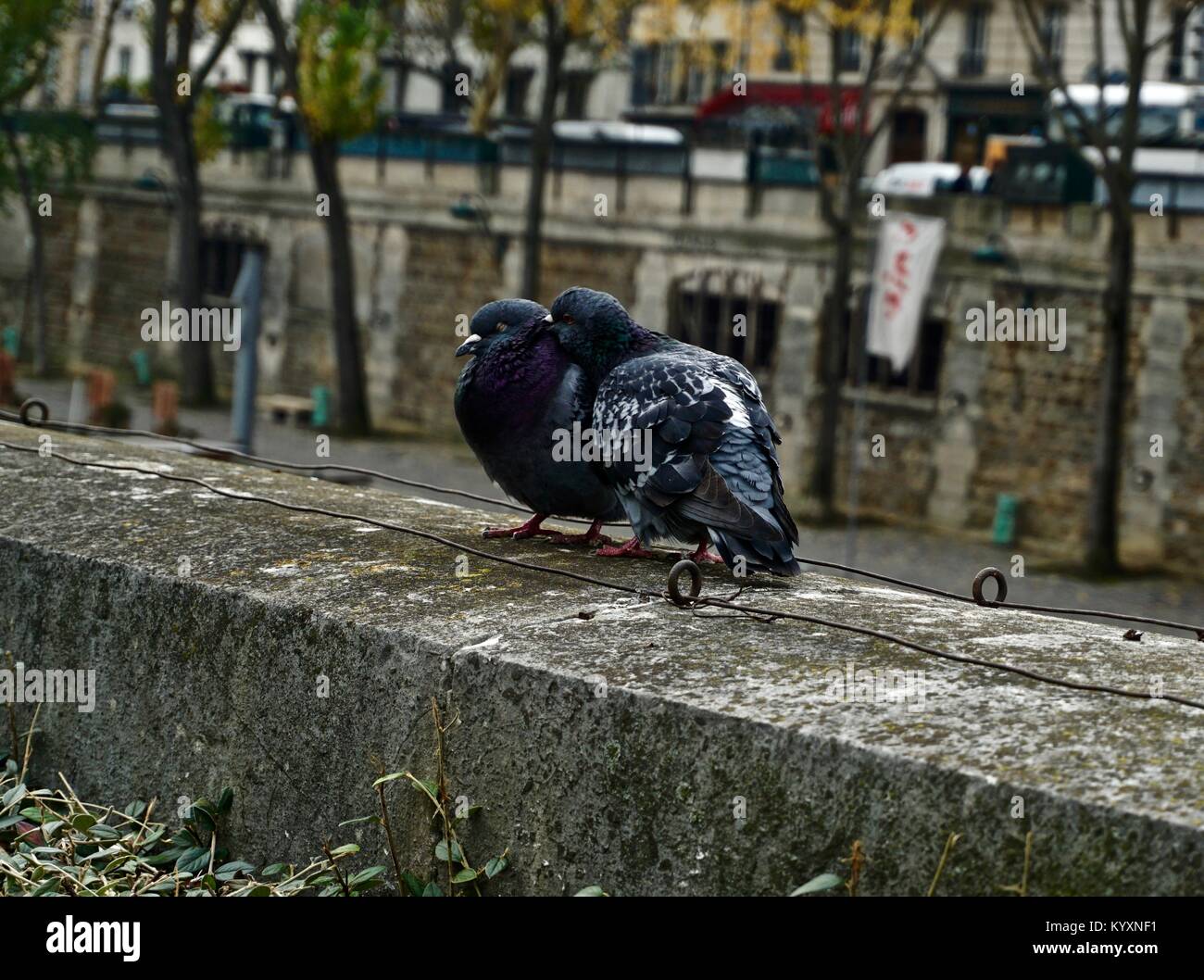 Zwei liebe vogel tauben auf einer Brücke in Paris. Stockfoto