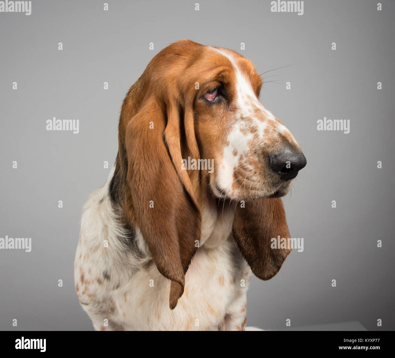 Basset Hound Tierporträt, Großbritannien. Stockfoto