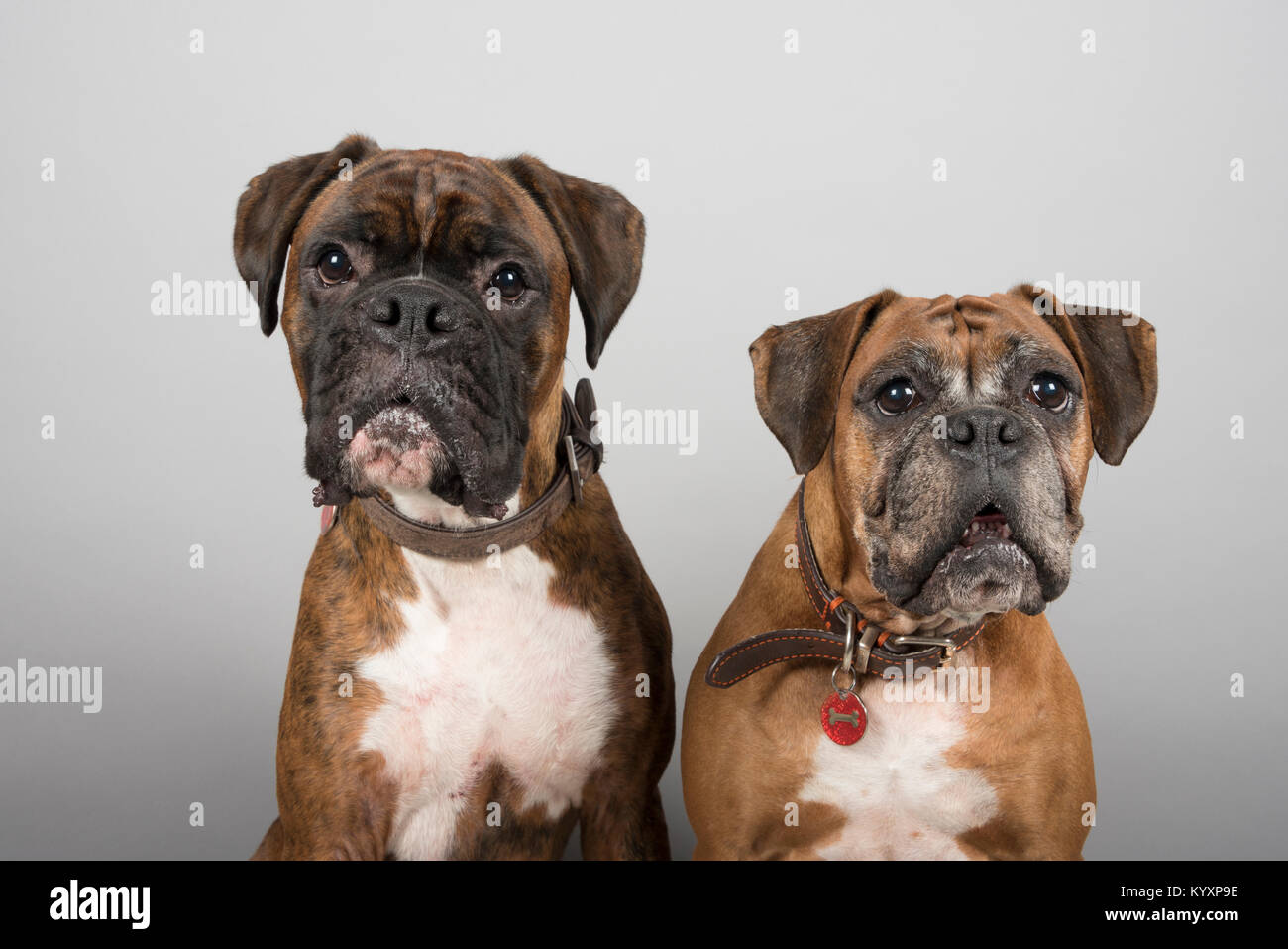 Unzertrennliche Freunde Stockfotos Und Bilder Kaufen Alamy